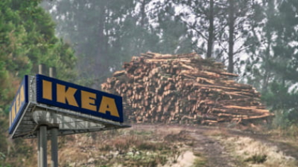 IKEA, acuzată că taie cu drujba inima Carpaților. Pădurile seculare ale României, în pericol: „Viața noastră depinde de ele. Acolo unde lipsesc, efectele sunt devastatoare”