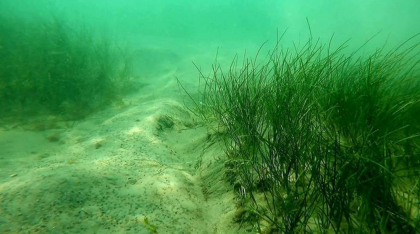România scrie istorie în Marea Neagră cu 20 de hectare de pajişti submarine unice în Europa de Est