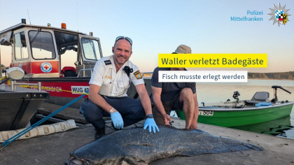 Un somn uriaș de peste 2 metri, împușcat de polițiști după ce a mușcat înotători în Germania