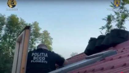 Traficanții de droguri, inventivitate fără limite. Au cultivat canabis pe acoperișul unei case din Bușteni VIDEO