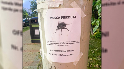 Asta le întrece pe toate! Un ieșean a lipit afișe prin oraș, după ce și-a pierdut musca. Răspunde la numele de Marcel
