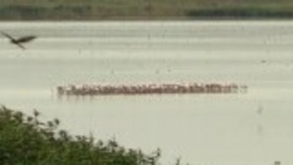 Sute de păsări exotice s-au oprit pe un lac din România, în drumul lor spre Africa. Vin din Crimeea