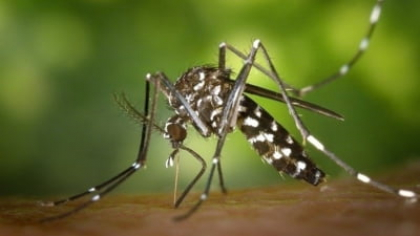 Primul caz confirmat de West Nile din vara lui 2025. Sfaturile specialiștilor pentru a evita boala potențial mortală