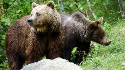 Mesaje Ro-Alert în două localități din Dâmbovița din cauza urșilor