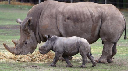 70 de rinoceri crescuți în captivitate, într-o fermă controversată, au fost eliberați în Rwanda