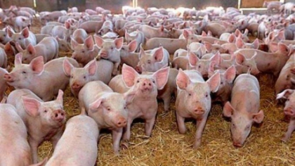 Alertă sanitară la Satu Mare: peste 600 de porci sacrificați din cauza pestei porcine africane