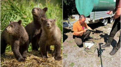 Ursuleții abandonați de 5 zile pe Transfăgărășan sunt de negăsit. Autoritățile care au împușcat ursoaica spun că nu știau că avea pui