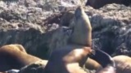 Un leu de mare cu un inel de plastic în jurul gâtului a fost salvat. Animalul are șanse să se recupereze în larg