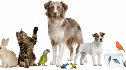 Terapia cu animale chiar funcționează?