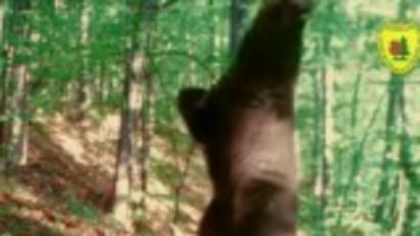 Un urs s-a ridicat în două labe și a început să se miște precum Baloo, într-un parc natural din Hunedoara. VIDEO