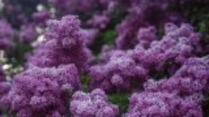 Floarea de liliac: ghid complet despre acest arbust parfumat al primăverii