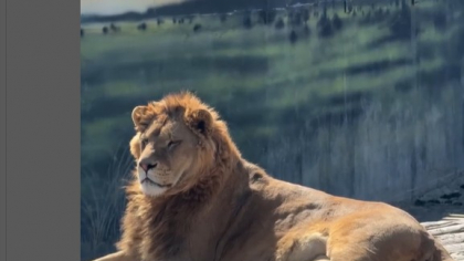 Atacat în Antalya de un leu scăpat de la Zoo