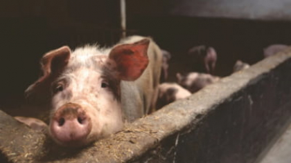 Avertismentele ANSVSA anunță un risc crescut focare de boli care lovesc fermele cu animale. Ce măsuri iau autoritățile