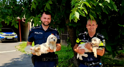 Un polițist din Brașov a adoptat doi cățeluși abandonați și l-a amendat pe cel care-i părăsise: „Sara și Bety sunt exact acei membri ai familiei care lipseau”