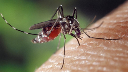 Dispozitiv împotriva insectelor care promite să elimine zeci de țânțari pe secundă. Cum funcționează