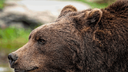 Un turist a fost atacat de un urs și tras în pădure. AVERTISMENT major pentru toți turiștii de pe Transfăgărășan