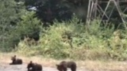 Cum au fost filmați cei trei pui de urs în locul în care mama lor l-a ucis pe turistul italian. Controverse aprins
