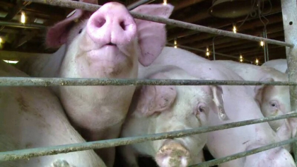 Românii au început căutările pentru porcul de Crăciun. Cât a ajuns să costă un kilogram de carne