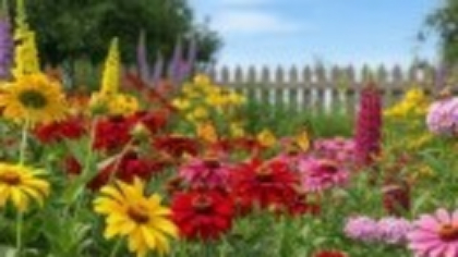 Flori de vară - cele mai rezistente plante de apartament și de grădină