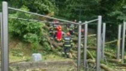 Copacul care a omorât un tânăr pe Aleea de sub Tâmpa era verde. Reprezentantul Primăriei: „s-a dezrădăcinat”