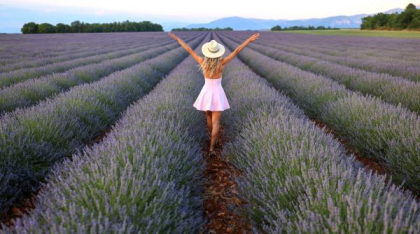 Începe recolta de lavandă în capitala „aurului albastru” din Provence. Turiștii s-au adunat pe câmpuri pentru poze „instagramabile”