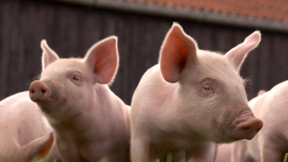 Slovacia sacrifică peste 18.000 de porci după ce a detectat un focar de pestă porcină