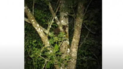 Pui de urs alungat de jandarmi dintr-o gospodărie. Animalul s-a cățărat într-un copac VIDEO