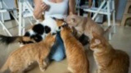 Câte pisici putea să țină o femeie din Botoșani. Poliția i-a aplicat o amendă uriașă