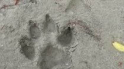 Urmele observate de un vânător din Giurgiu, care a semnalat prezența panterei din Bulgaria. Animalul, căutat de autorități