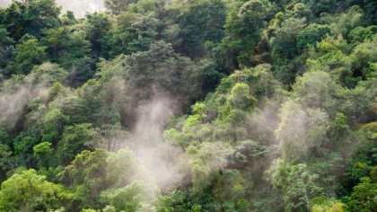 Descoperiri misterioase în Amazon: oraș antic uriaș și creaturi bizare