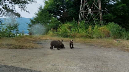 Ce s-a decis cu privire la cei trei pui de urs rămași orfani după ce mama lor a fost împușcată pe Transfăgărășan