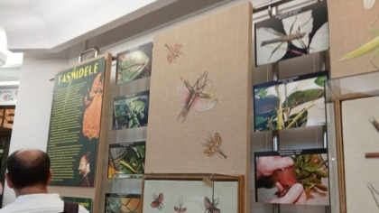 Fasmidele, insectele care se camuflează în frunze pot fi admirate la Complexul Muzeal de Ştiinţele Naturii din Galați