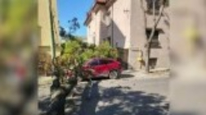 Un copac masiv s-a prăbușit peste o mașină, la Timișoara. Angajații de la spații verzi nu au o explicație
