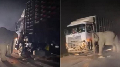 Elefantul a rămas la locul accidentului și nu s-a despărțit de trupul puiului: „Înțeleg conceptul de moarte” | VIDEO