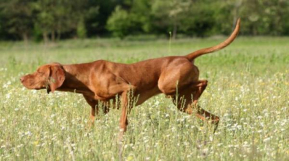 Vizsla, „câinele de catifea”: Câinele cu suflet sensibil și energie cât pentru doi