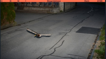 O rață era să fie amendată pentru „exces de viteză”: zbura cu 52 km/h oră într-o zonă în care viteza era limitată la 30 km/h