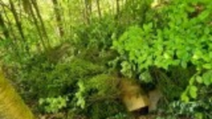 Ce au descoperit polițiștii de frontieră din Suceava în zeci de cutii ascunse în vegetație. Costă peste 1,7 milioane de lei