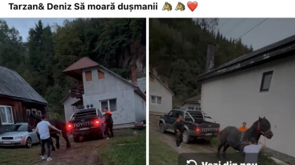 Cal forțat să tragă o mașină de teren, care avea frâna activată. Persoane reținute, în Bistrița-Năsăud, pentru schingiuirea animalului