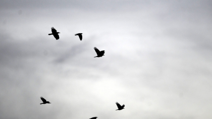 METEO. Cum va fi vremea în următoarele patru săptămâni. Prognoza ANM