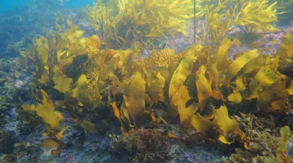 "Nu aducem înapoi doar o specie, ci construim un întreg ecosistem". Pădurile subacvatice se întorc pe coasta din Sydney
