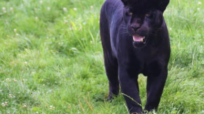 „Pantera neagră” a revenit. Animalul sălbatic ar fi fost văzut din nou în apropiere de România. A fost convocată o ședință de criză