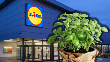 Cum îngrijești planta aromatică regăsită la Lidl. Costă 7 lei și o poți replanta acasă în ghiveci