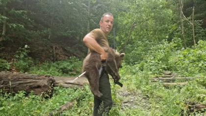 Unul dintre cei ursuleți orfani de pe Transfăgărășan a fost salvat