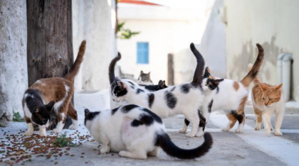 10.000 de pisici din București vor fi sterilizate gratuit, indiferent dacă au sau nu stăpân