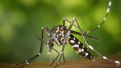 Țânțarii tropicali aduși de căldură fac ravagii în Europa. Turiștii, în pericol de infectare cu un virus agresiv