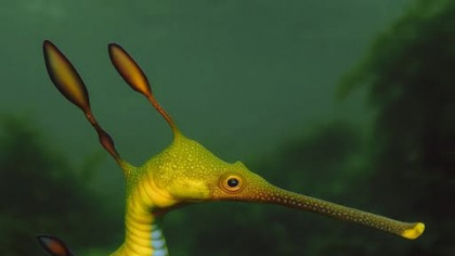 „Dragonul de mare”, creatura fantastică a adâncurilor. Unde poate fi întâlnită specia marină care a fascinat o lume întreagă