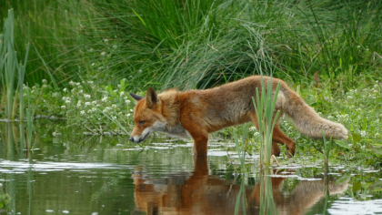O fetiță a fost mușcată de o vulpe într-o zonă strict protejată din Parcul Natural Apuseni