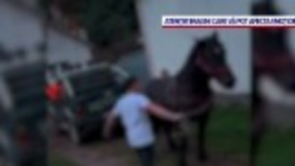 Imagini revoltătoare în Rodna: Cal bătut și obligat să tragă o mașină de teren. Poliția Animalelor a intervenit
