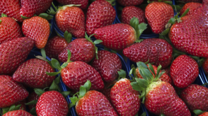Cât costă kilogramul de căpșuni culese direct de la producător. Fructele se pot degusta gratis