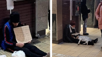 Cum sunt exploatați câinii în București tot mai des și Poliția Română nu face nimic: „Conform legii, el abuzează animale”